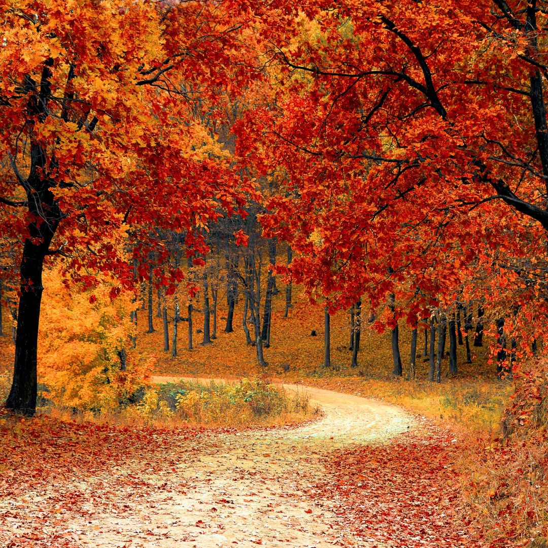 Autumn Adventures: 10+ Exciting Outdoor Games to Kick Off Fall with Fun & Fitness