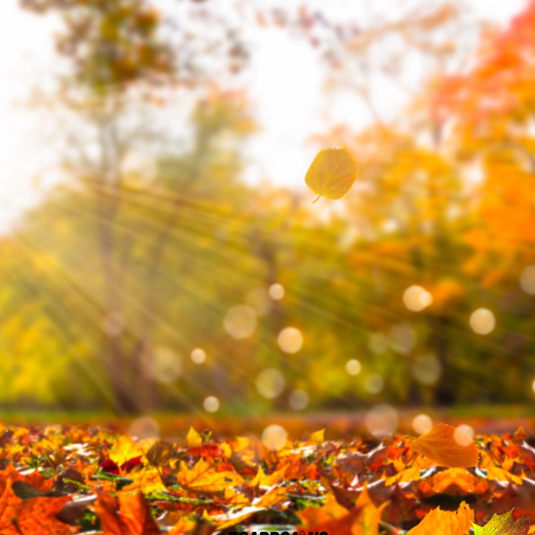 Fall Fitness Festival: 10 Fun Ways to Stay Active and Celebrate the Season